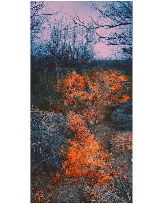 Burning Bush